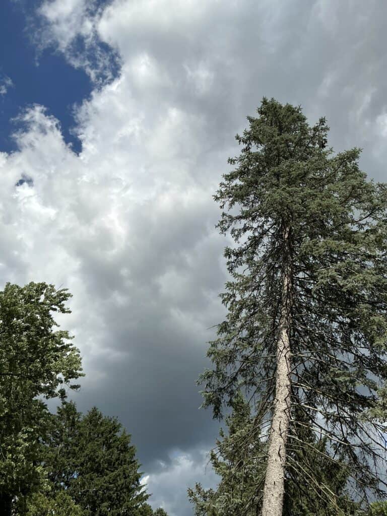 IMG_0175.jpeg treeclouds