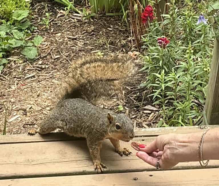 IMG_0264.jpeg squirrel nut