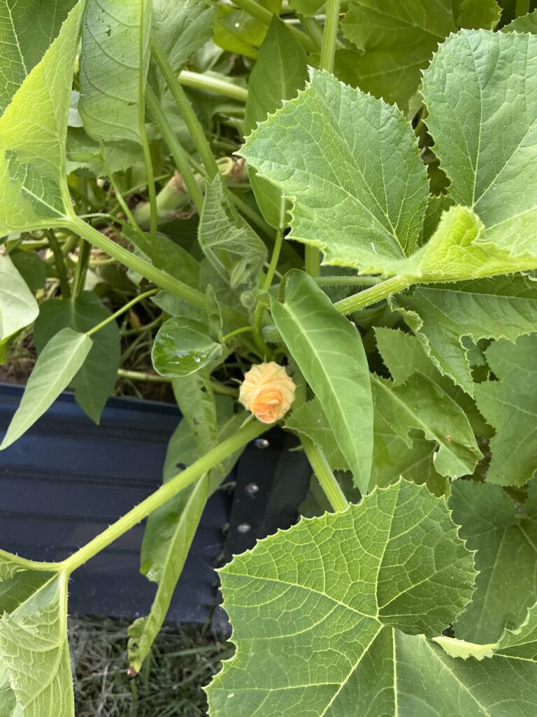 Barbara Brodsky's new squash blossom