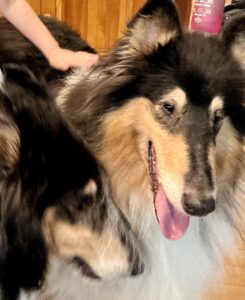 Banner and Willow-Barbara Brodsky's collies
