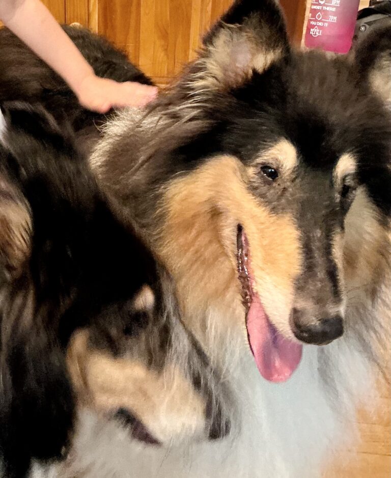 Banner and Willow-Barbara Brodsky's collies