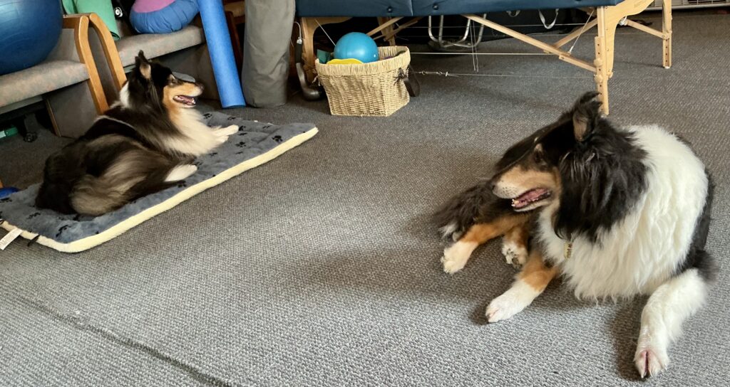 Willow the collie overcoming fear conditioning