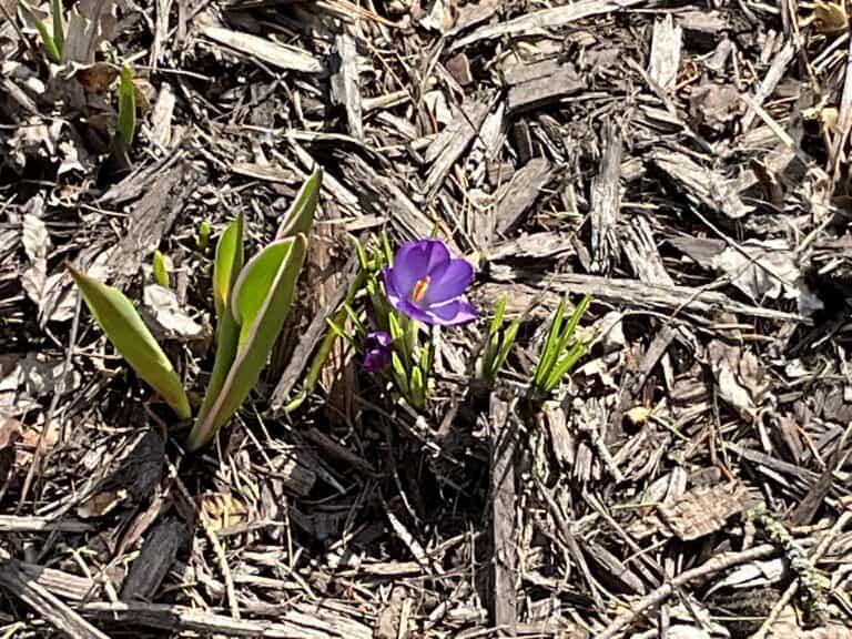 IMG_1406.jpeg crocus