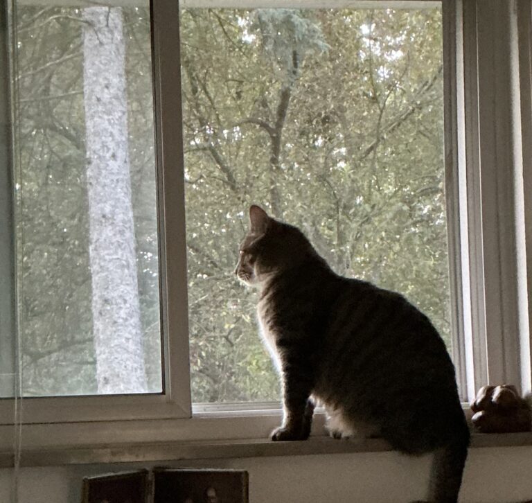 Joey, Barbara's cat, watching the storm
