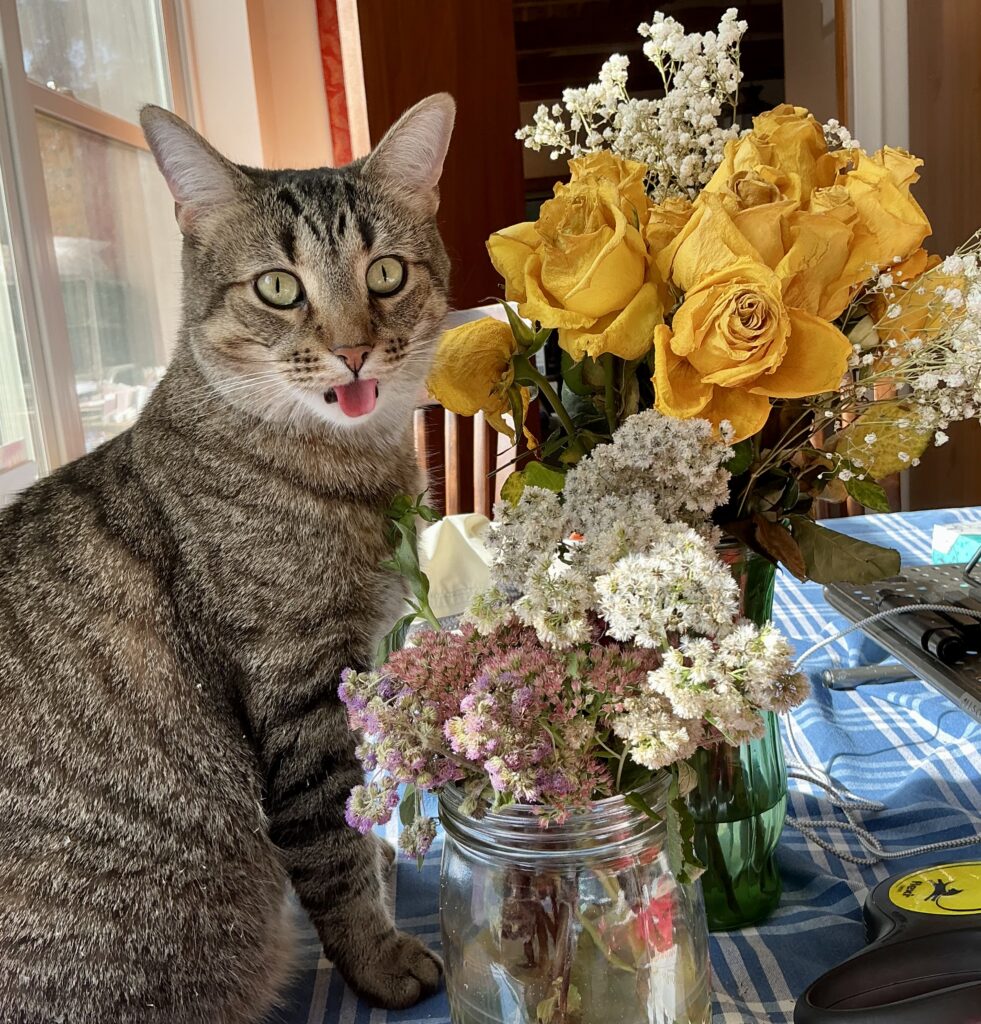 Joey the cat-smelling the roses-2