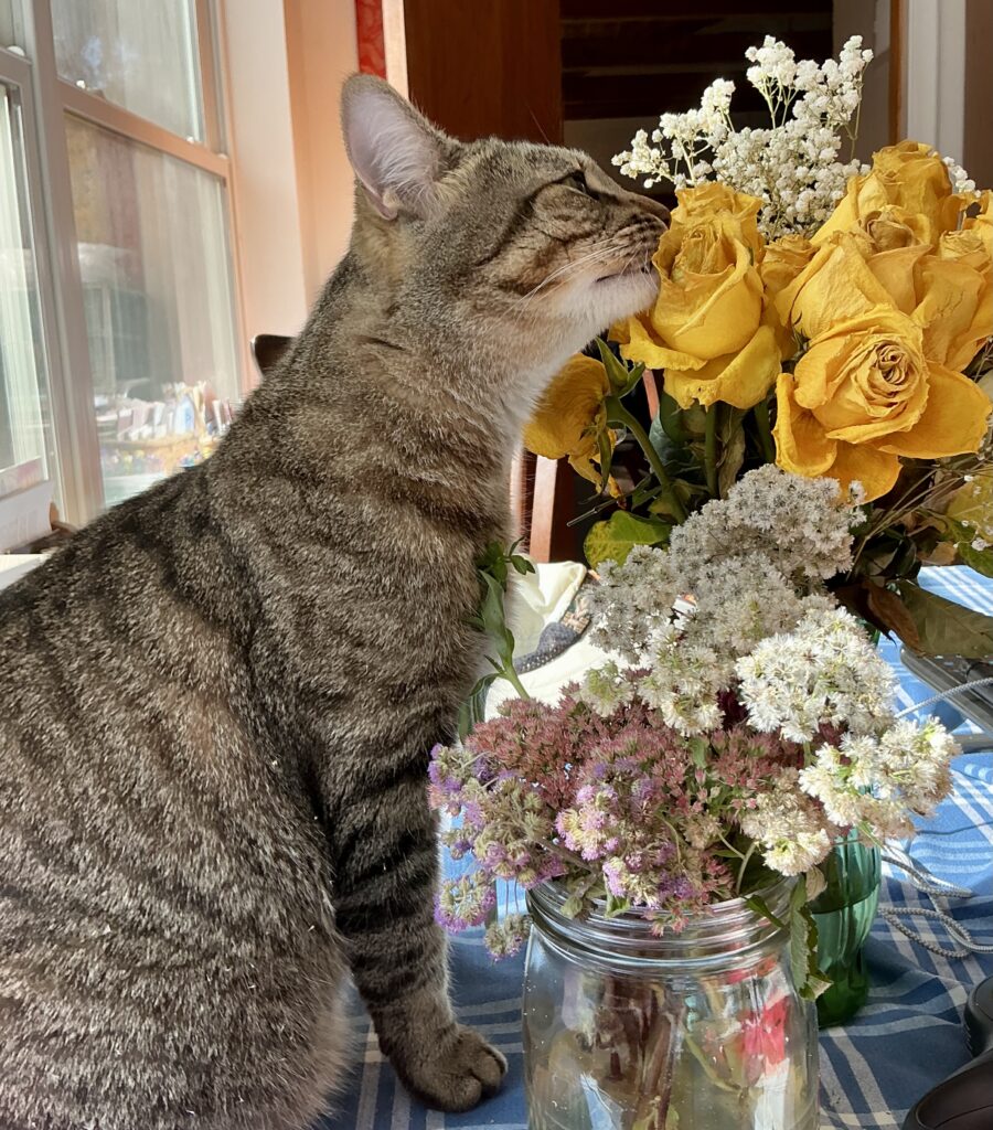 Joey the cat-smelling the roses