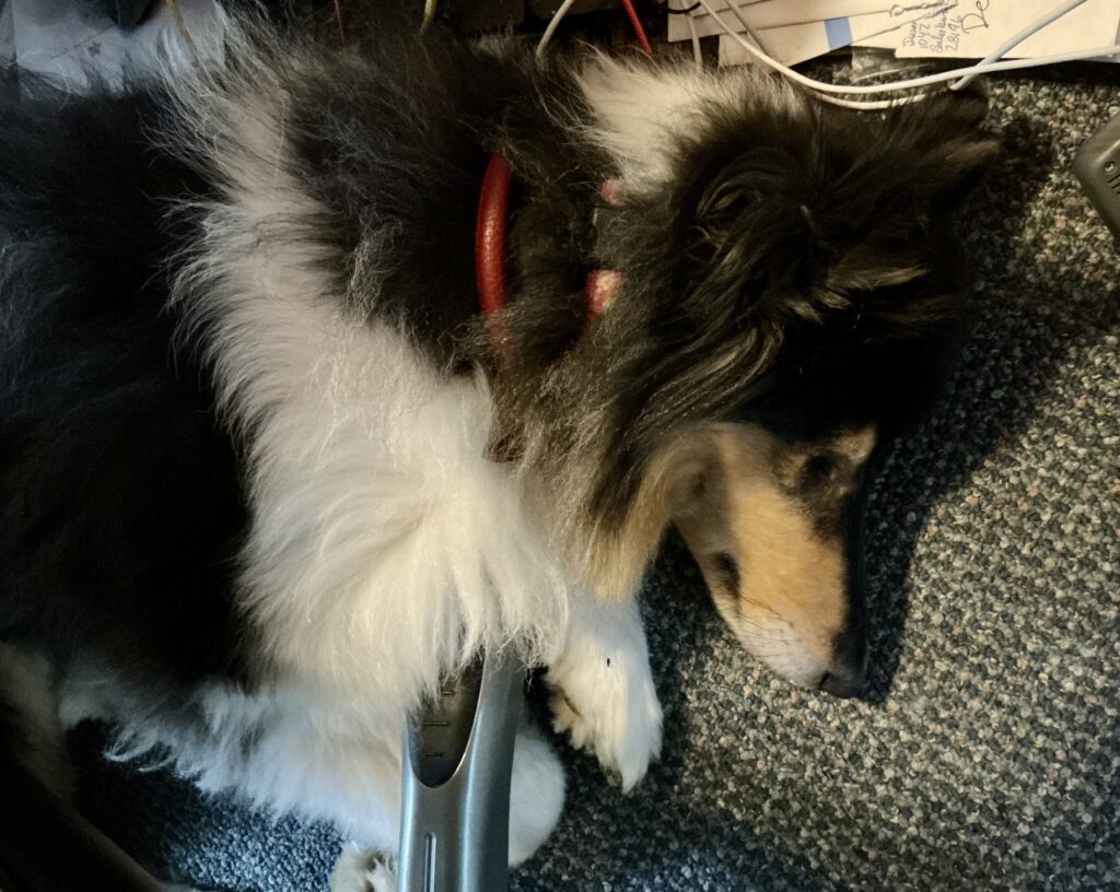 Willow-Barbara Brodsky's dog - #1 blog #6 Oct. 2026
