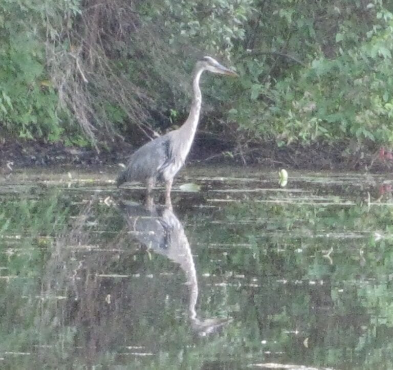 IMG_5646.JPG heron