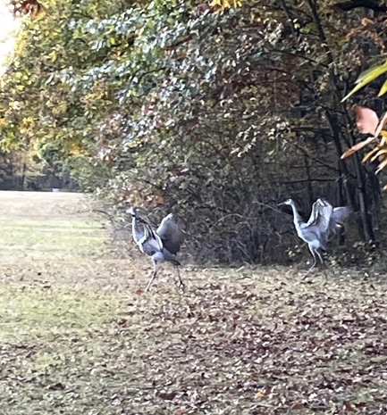 Cranes Maryville #2