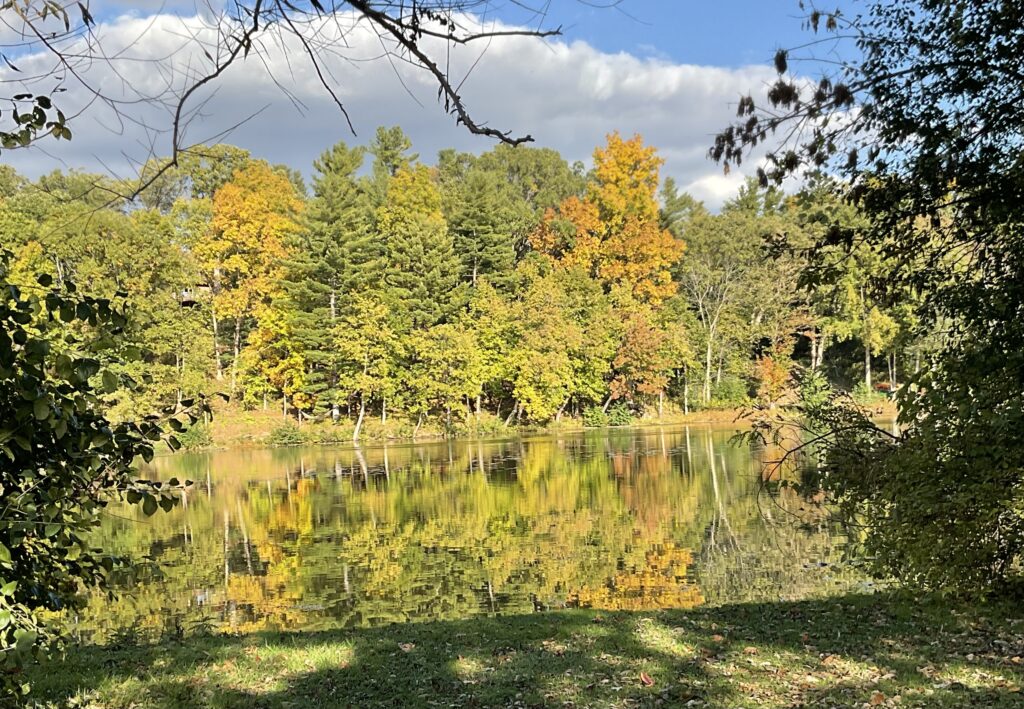 Fall trees and pond