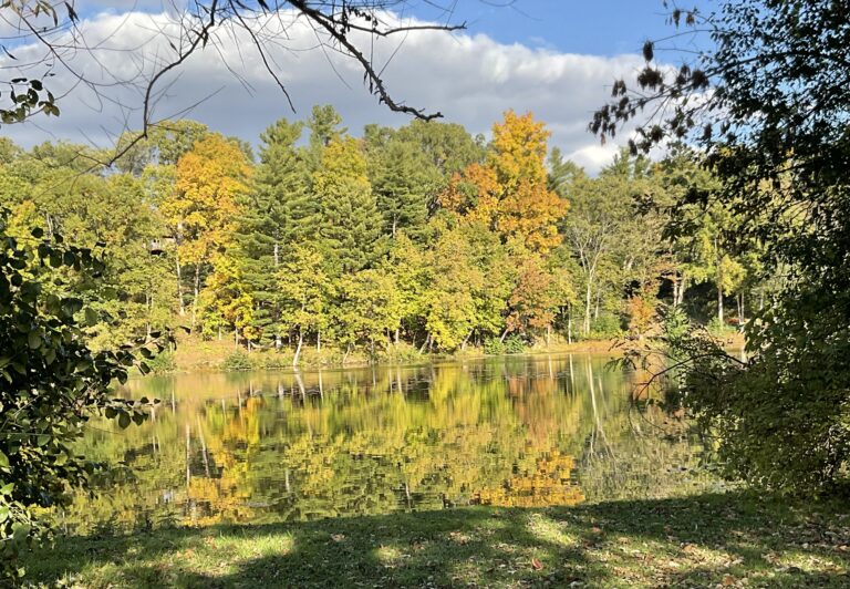 Fall trees and pond