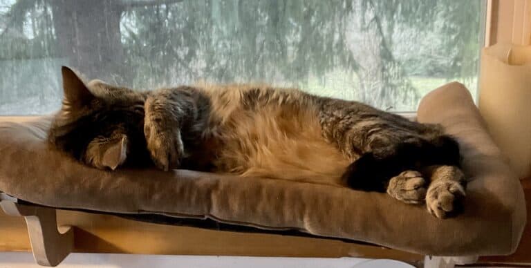 Joey March #3 IMG_9042