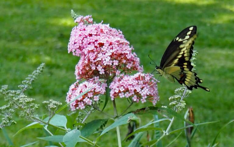 butterfly.bush.w