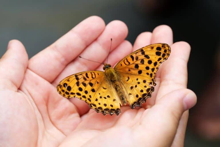 butterfly&hands