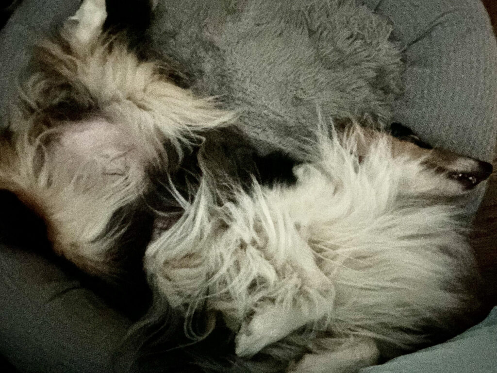 Willow is relaxing