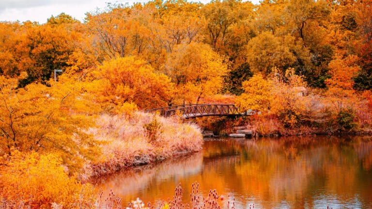 fall-1