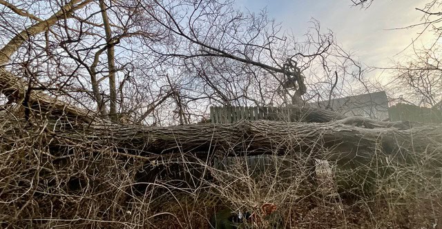 large tree down IMG_6143
