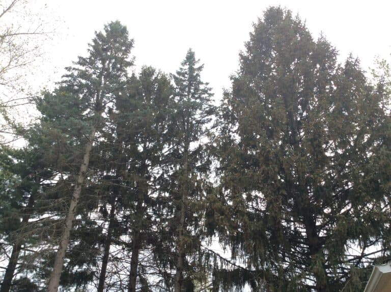spruces #4 allIMG_2913