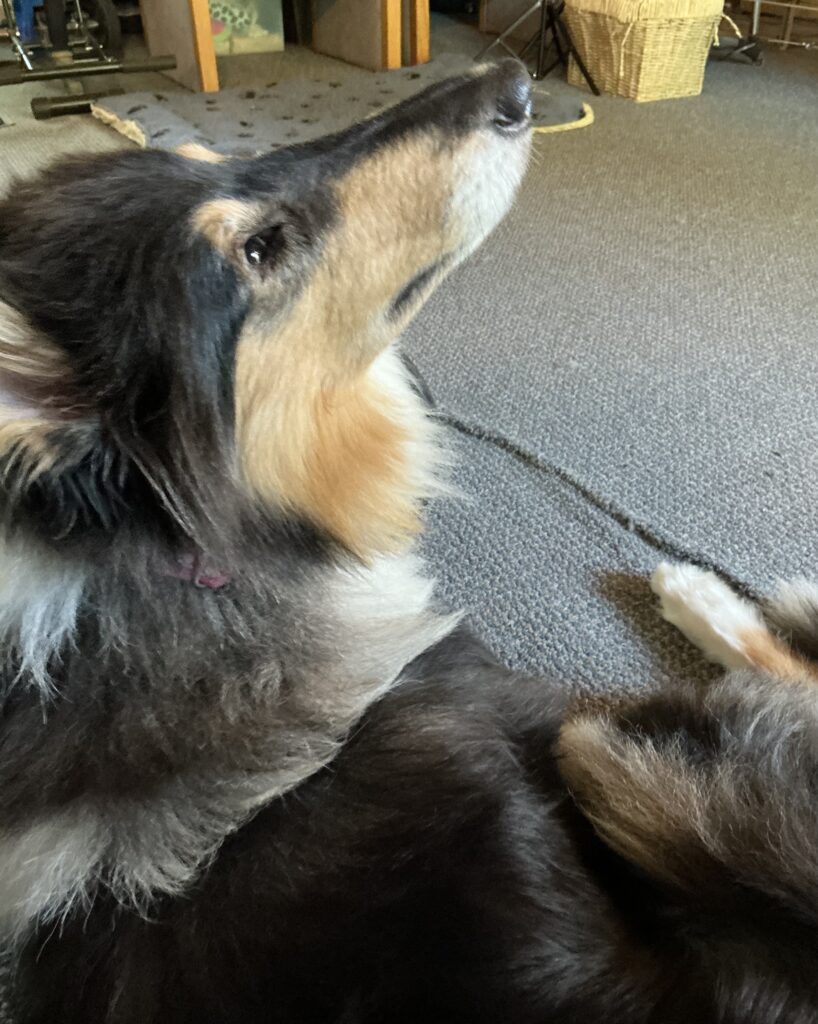 Willow by Barbara's desk